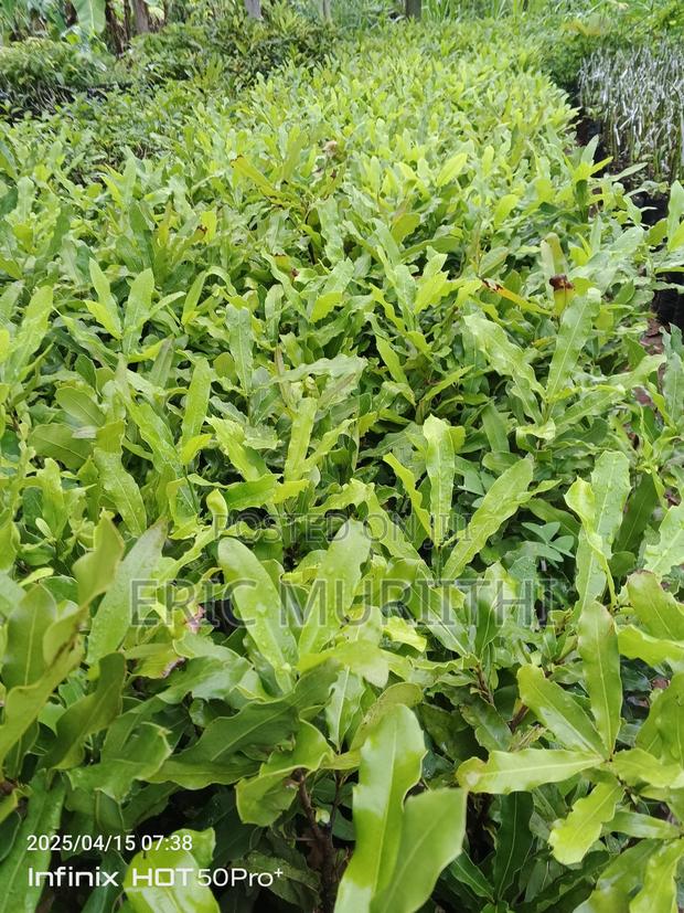 Macadamia Grafted Seedlings - main view
