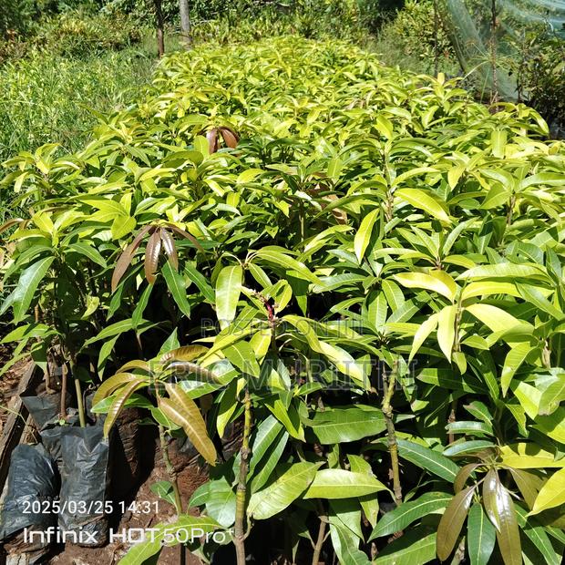 Mangoes Grafted Seedlings - main view