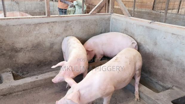 Piglets and Pregnant Pigs - thumbnail 3