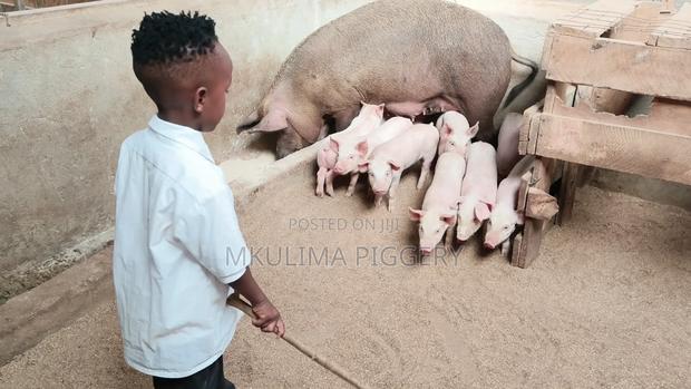 Piglets and Pregnant Pigs - thumbnail 4