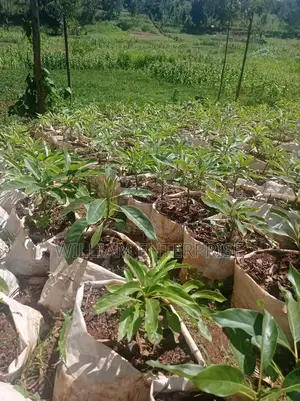 Grafted Avocado Seedlings for Sale