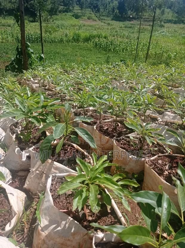 Grafted Avocado Seedlings for Sale