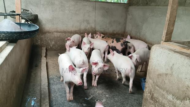 Piglets and Pregnant Pigs - thumbnail 5