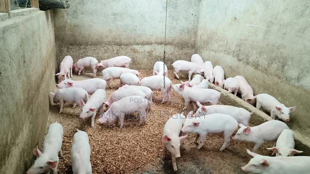 Piglets and Pregnant Pigs - thumbnail 6