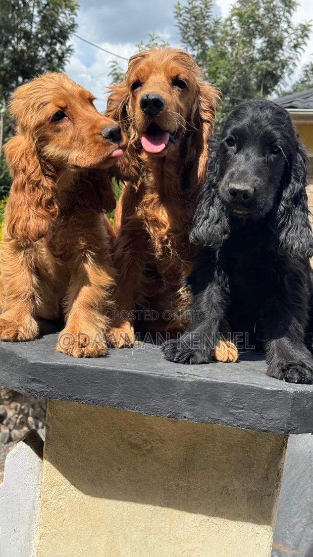 3-6 months Male Purebred English Cocker Spaniel - main view