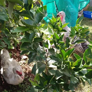Muscovy Ducks ( Whatsapp)
