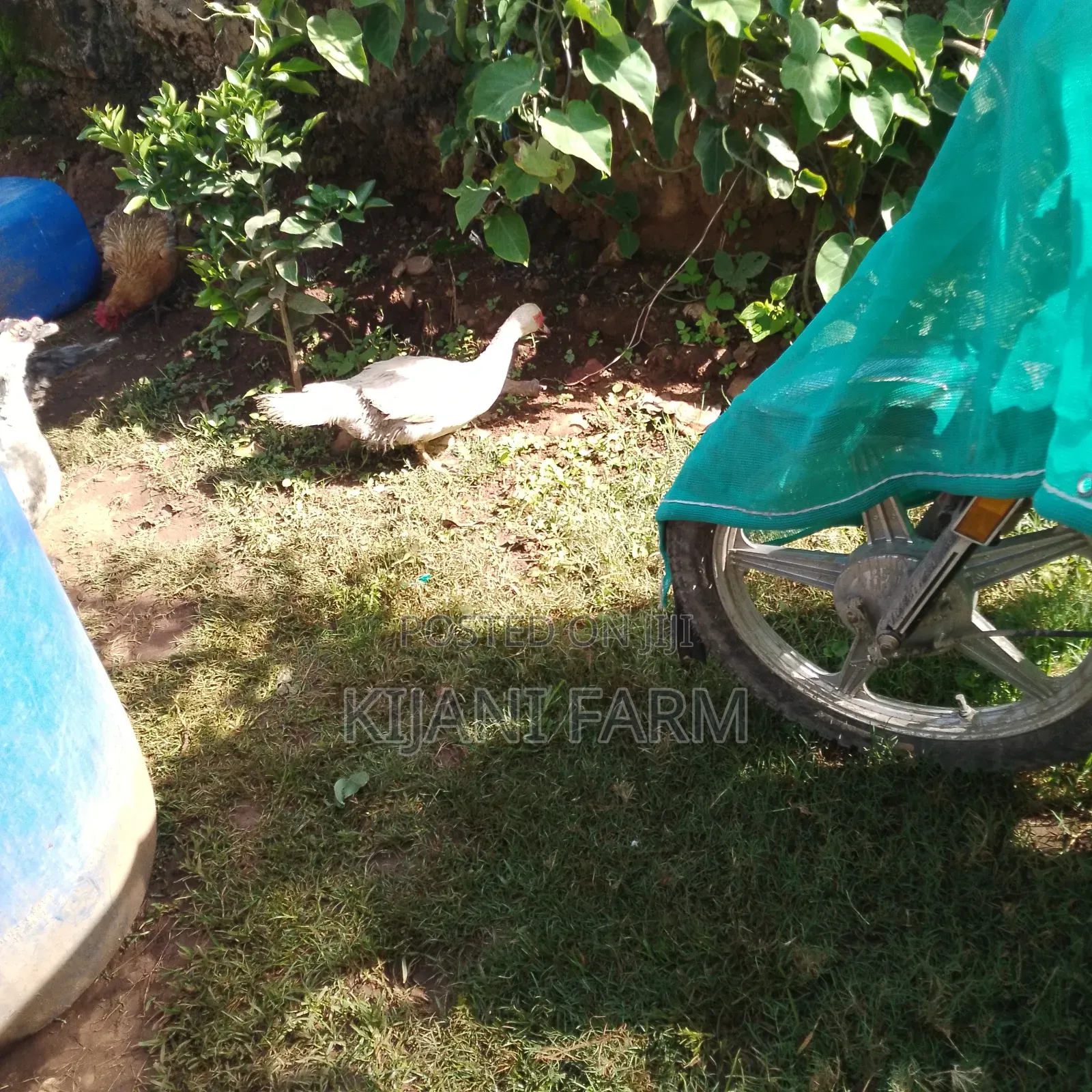Muscovy Ducks ( Whatsapp)