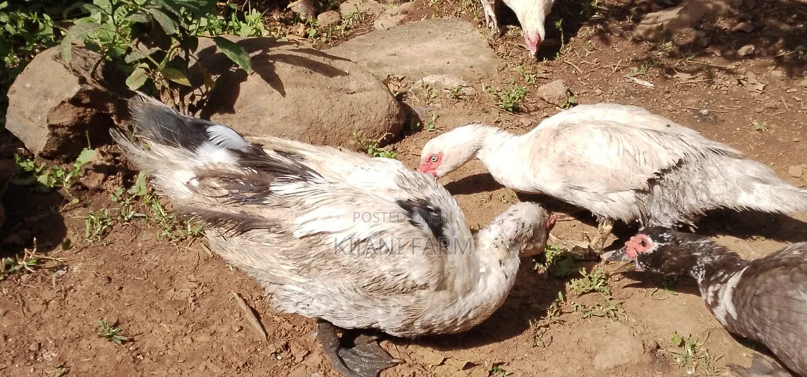 Muscovy Ducks ( Whatsapp)