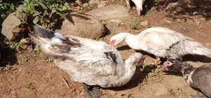 Muscovy Ducks ( Whatsapp)