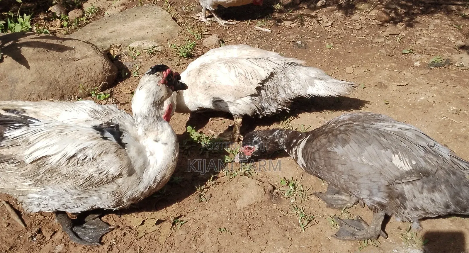 Muscovy Ducks ( Whatsapp)