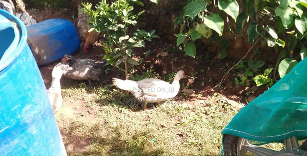 Muscovy Ducks ( Whatsapp) - thumbnail 7