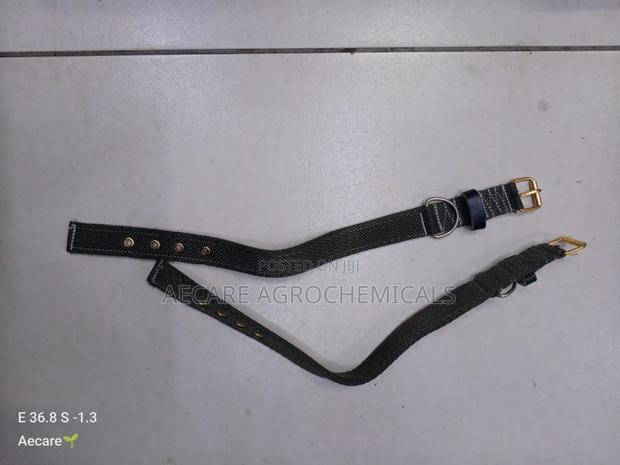 Dog Collars Canvas : Small, Medium, Long - main view