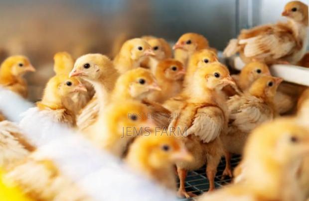 Fertilised Commercial Layers Eggs-Isa Brown - thumbnail 2