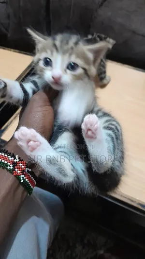 1-3 months Female Purebred Ragdoll