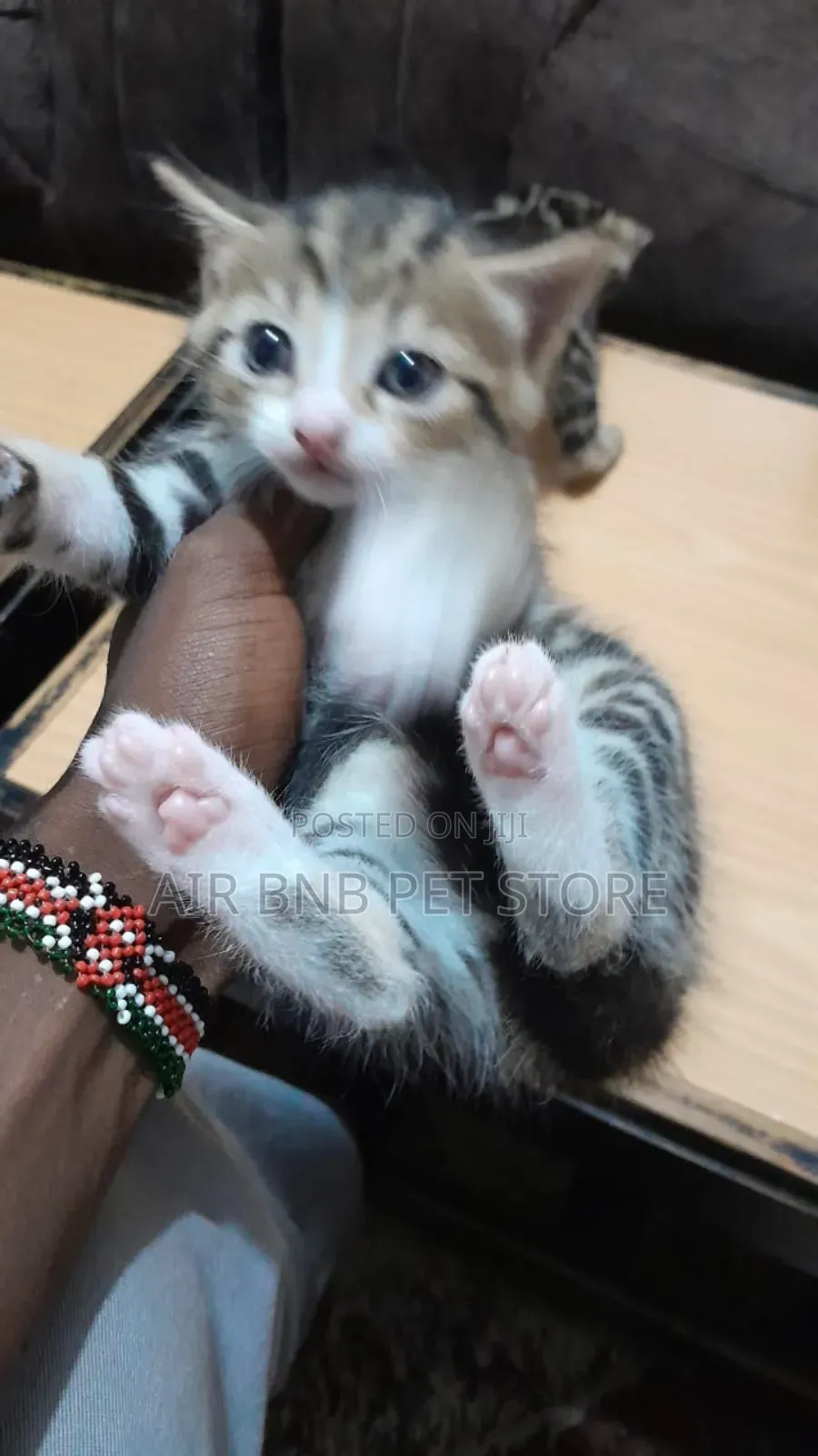 1-3 months Female Purebred Ragdoll