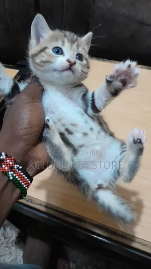 1-3 months Female Purebred Ragdoll