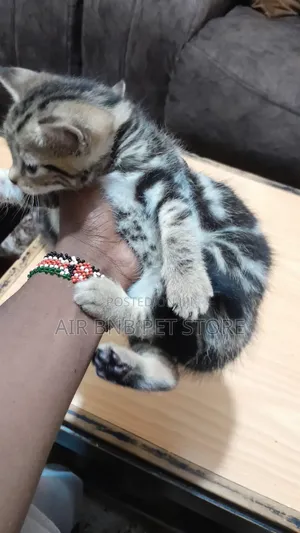 1-3 months Female Purebred Ragdoll