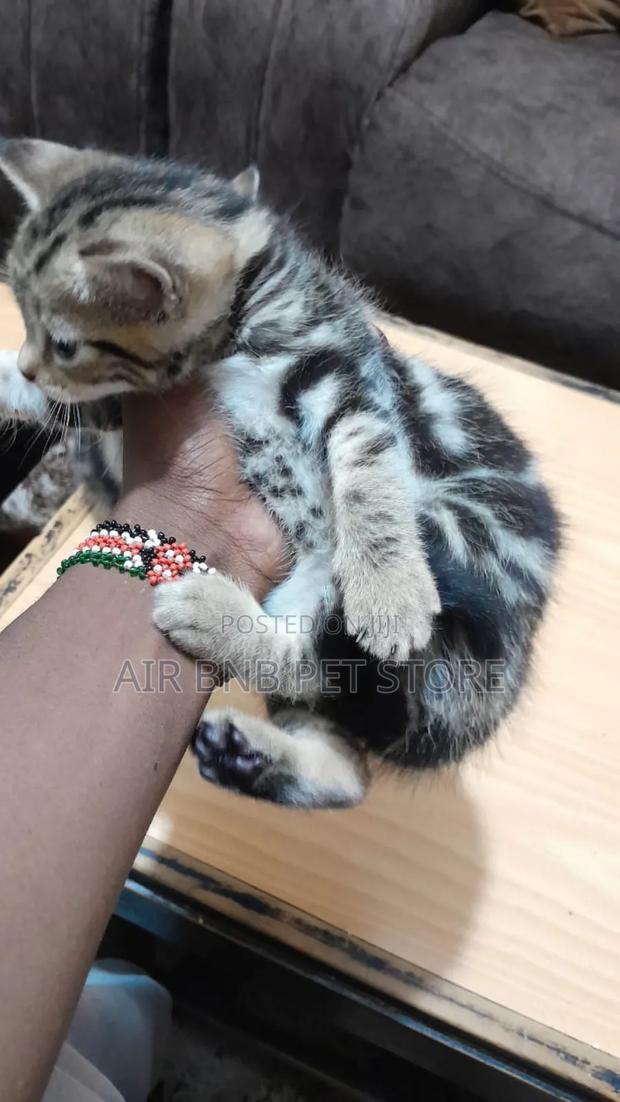 1-3 months Female Purebred Ragdoll - thumbnail 4