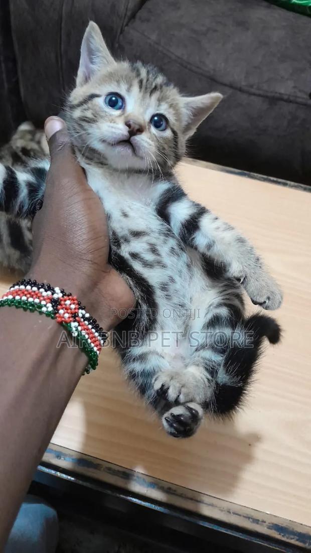 1-3 months Female Purebred Ragdoll - main view
