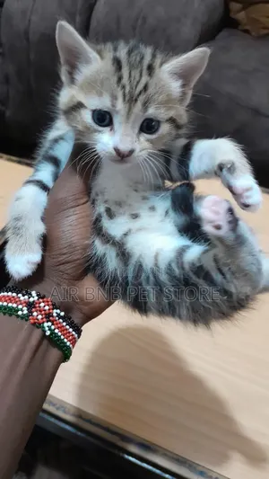 1-3 months Female Purebred Ragdoll