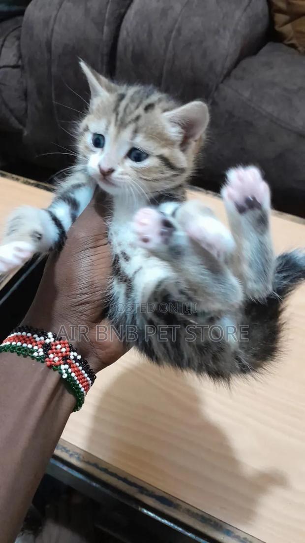 1-3 months Female Purebred Ragdoll - thumbnail 6