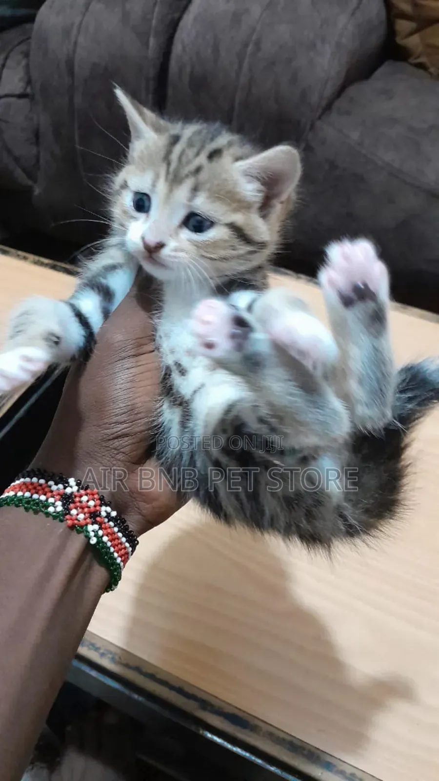 1-3 months Female Purebred Ragdoll