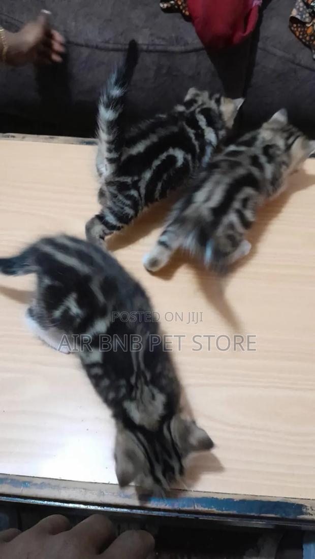 1-3 months Female Purebred Ragdoll - thumbnail 7