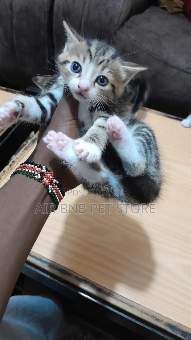 1-3 months Female Purebred Ragdoll - thumbnail 8