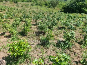 23 Acres Agricultural Land