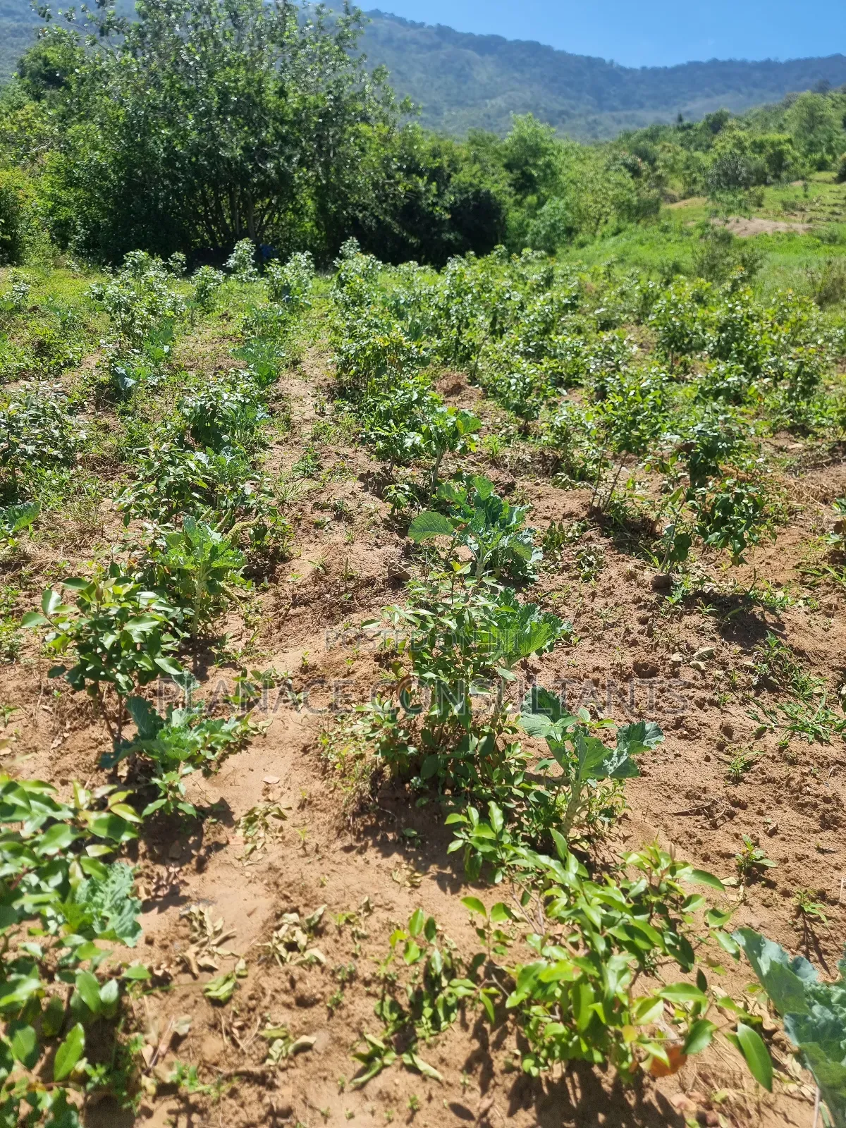 23 Acres Agricultural Land