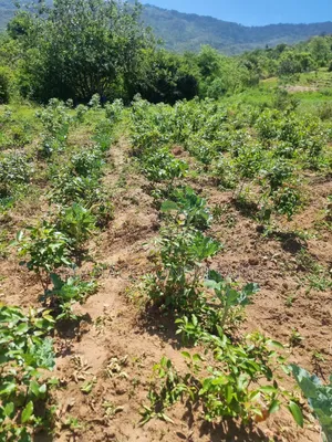 23 Acres Agricultural Land