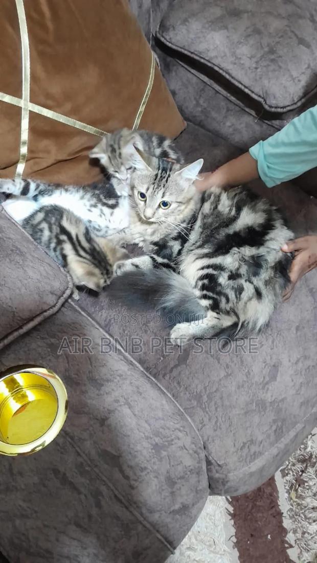 1-3 months Female Purebred Ragdoll - thumbnail 10