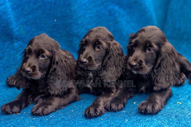 1-3 months Female Purebred Cocker Spaniel - main view