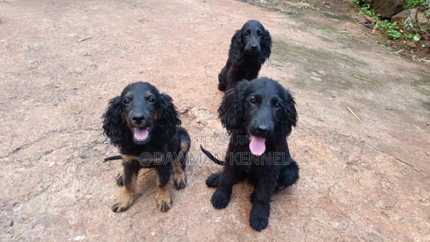 1-3 months Female Purebred Cocker Spaniel