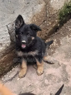 1-3 months Male Purebred German Shepherd
