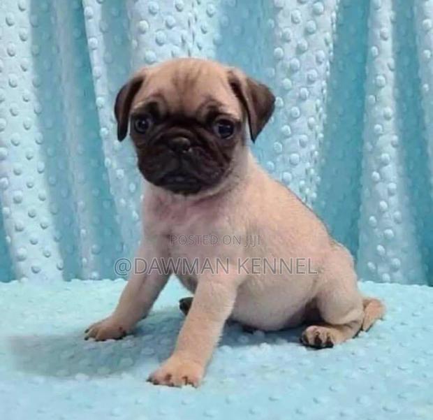 1-3 months Male Purebred Pug - main view