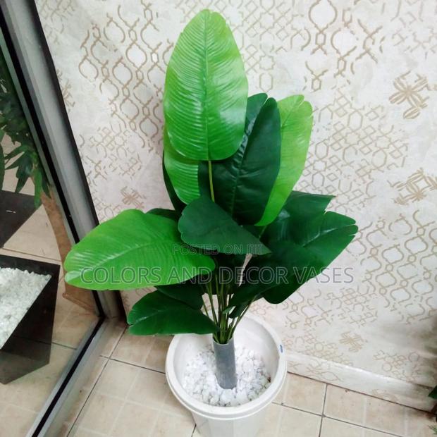 Plain Green Banana Plant and Vase Plus Stones