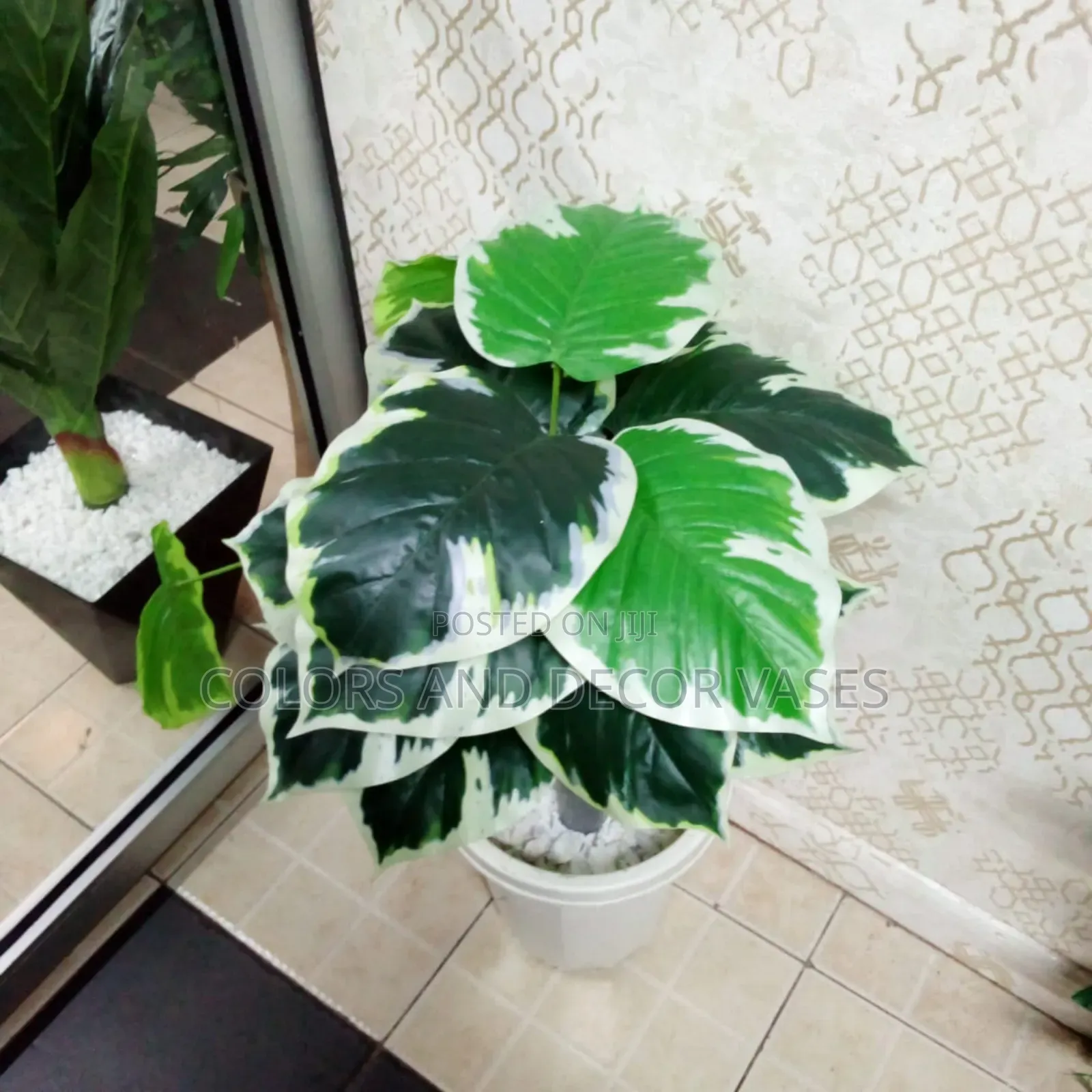 Green Plant With White Patches