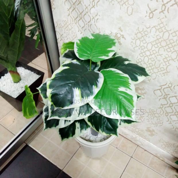 Green Plant With White Patches - main view