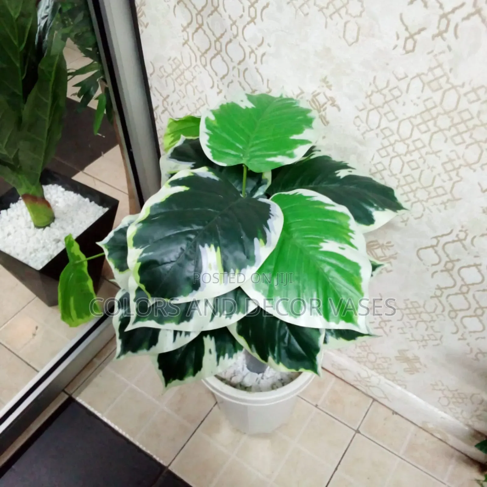 Green Plant With White Patches
