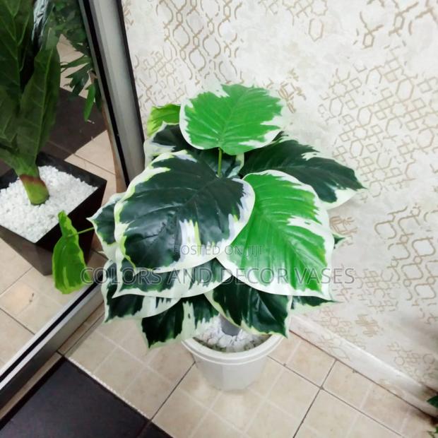 Green Plant With White Patches - thumbnail 2