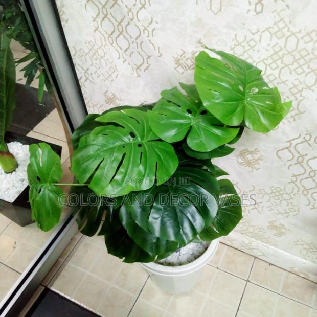 Monstera Plant 80cm With Vase
