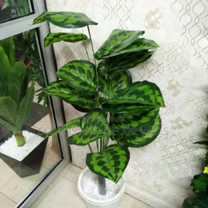 Offer Price Plant and Vase