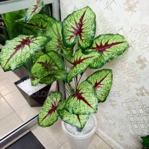 Long Plant 1.2m Ksh 2300