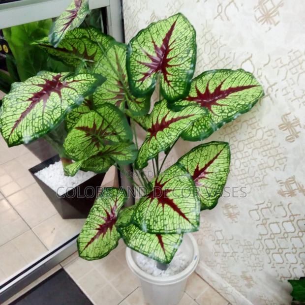 Long Plant 1.2m Ksh 2300