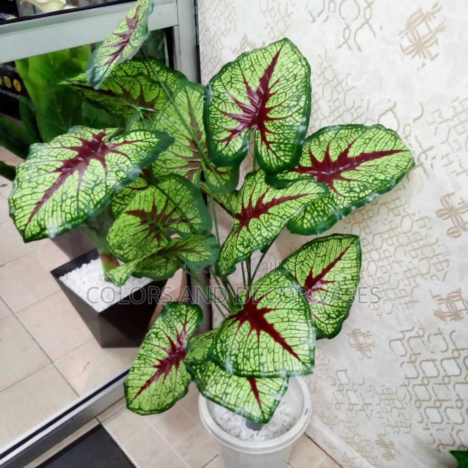 Long Plant 1.2m Ksh 2300