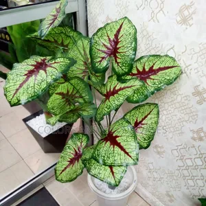 Long Plant 1.2m Ksh 2300