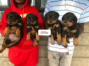 1-3 months Male Purebred Rottweiler