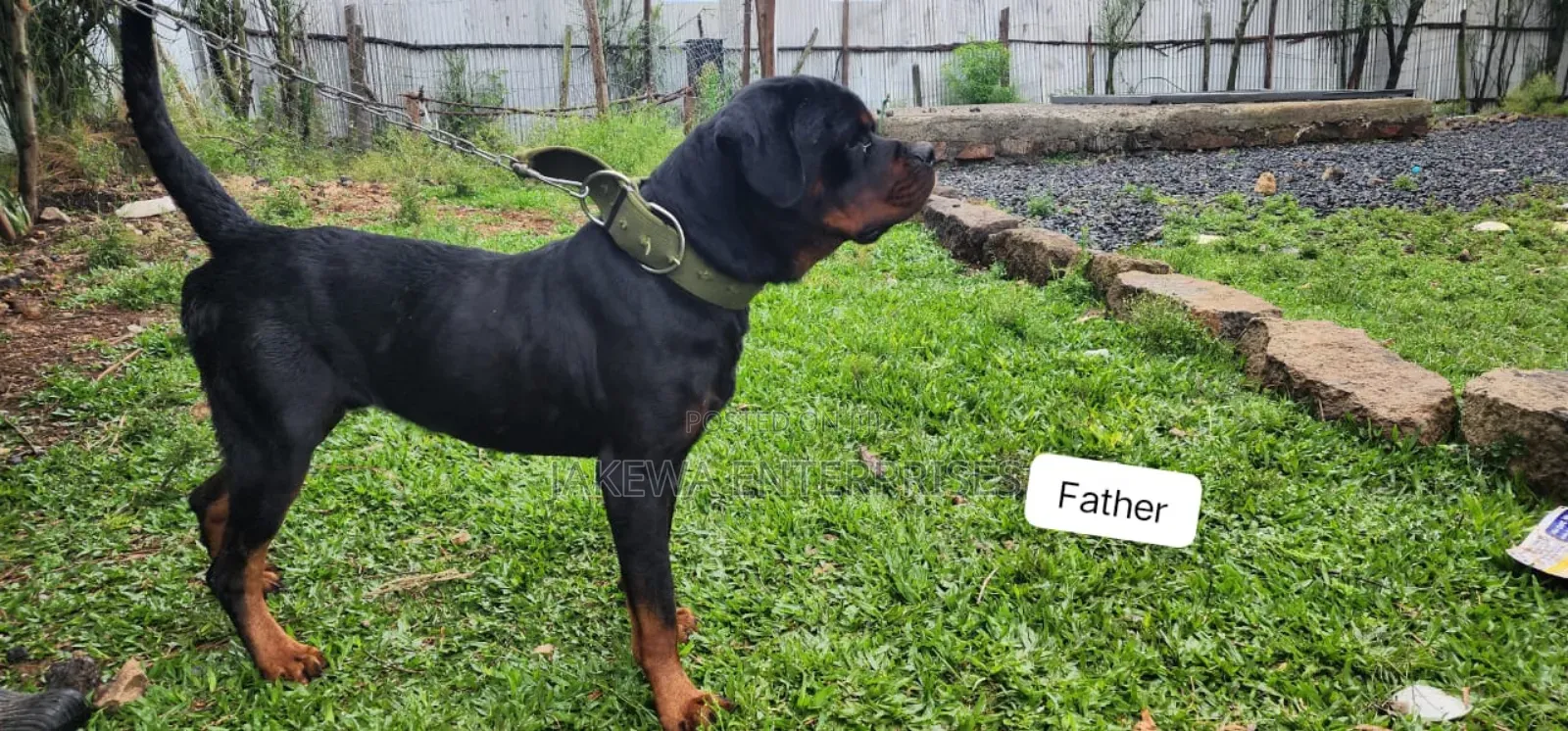 1-3 months Male Purebred Rottweiler