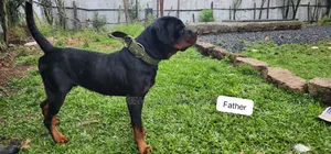 1-3 months Male Purebred Rottweiler